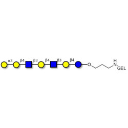Galili antigen heptaose grafted on gel for affinity chromatography (Linker-GEL B)
