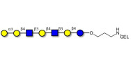 Galili antigen heptaose...