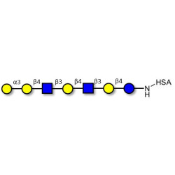 Galili antigen heptaose grafted on HSA