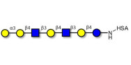 Galili antigen heptaose...