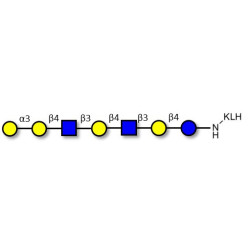 Galili antigen heptaose grafted on KLH