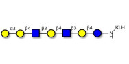 Galili antigen heptaose...