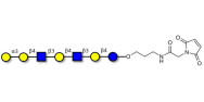 Galili antigen heptaose...