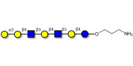 Galili antigen heptaose...