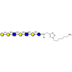 Galili antigen heptaose with free terminal amine (Linker-NH2 D)