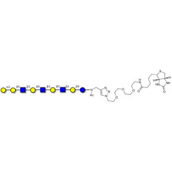 Galili antigen nonaose linked to biotin (Linker-BT A)
