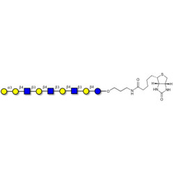 Galili antigen nonaose linked to biotin (Linker-BT B)