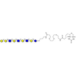 Galili antigen nonaose linked to biotin (Linker-BT C)