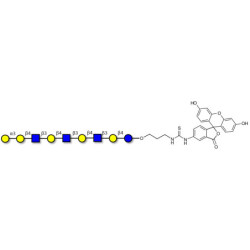 Galili antigen nonaose linked to fluorescein (Linker-FLUO A)
