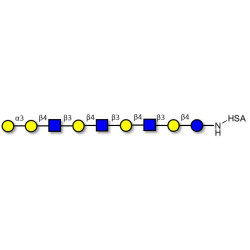 Galili antigen nonaose grafted on HSA
