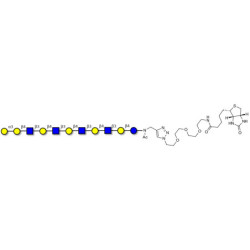 Galili antigen undecaose linked to biotin (Linker-BT A)