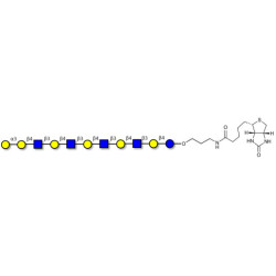 Galili antigen undecaose linked to biotin (Linker-BT B)