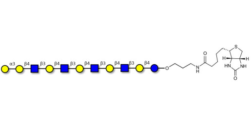 Galili antigen undecaose linked to biotin (Linker-BT B)