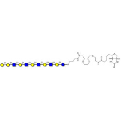 Galili antigen undecaose linked to biotin (Linker-BT C)