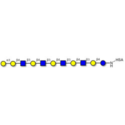 Galili antigen undecaose grafted on HSA