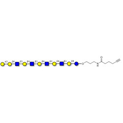 Galili antigen undecaose with terminal alkyne (Linker-CΞCH C)