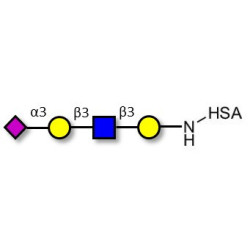 Sialylated tetraose type 1 grafted on HSA