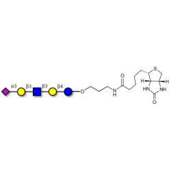 LS-Tetrasaccharide a (LSTa)  linked to biotin (Linker-BT B)