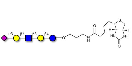 LS-Tetrasaccharide a (LSTa)  linked to biotin (Linker-BT B) - Sialyl-lacto-N-tetraose a ; SLNT-a