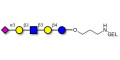 LS-Tetrasaccharide a (LSTa)  grafted on gel for affinity chromatography (Linker-GEL B) - Sialyl-lacto-N-tetraose a ; SLNT-a