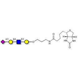 Sialylated tetraose type 2 linked to biotin (Linker-BT B)