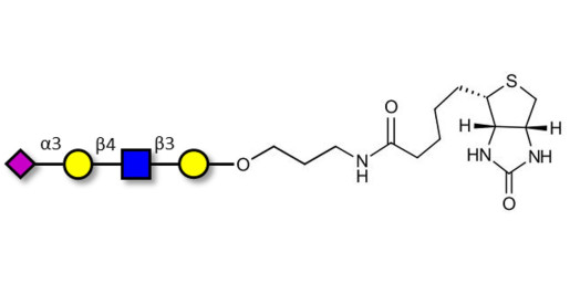 Sialylated tetraose type 2 linked to biotin (Linker-BT B)