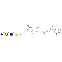 Sialylated tetraose type 2 linked to biotin (Linker-BT C)