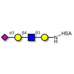 Sialylated tetraose type 2 grafted on HSA