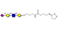 Sialylated tetraose type 2...