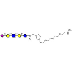 LS-Tetrasaccharide d (LSTd)  grafted on gel for affinity chromatography (Linker-GEL A)