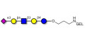LS-Tetrasaccharide d (LSTd)  grafted on gel for affinity chromatography (Linker-GEL B) - Sialyl-lacto-N-neotetraose d ; SLNnT-d