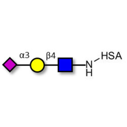 3'-α-sialyl-Acetyl-Lactosamine (3'SIA-LN) grafted on HSA