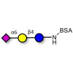 2,6'-Sialyllactose (6'-SL) grafted on BSA