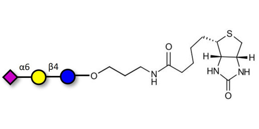 2,6'-Sialyllactose (6'-SL) linked to biotin (Linker-BT B) - 6'-SL ; N-Acetylneuramin-lactose