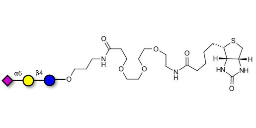 2,6'-Sialyllactose (6'-SL) linked to biotin (Linker-BT C) - 6'-SL ; N-Acetylneuramin-lactose