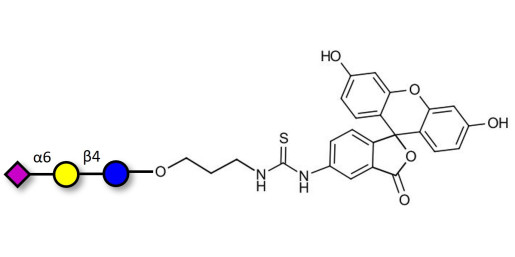 2,6'-Sialyllactose (6'-SL) linked to fluorescein (Linker-FLUO A) - 6'-SL ; N-Acetylneuramin-lactose
