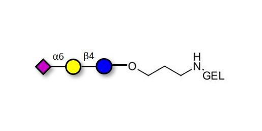 2,6'-Sialyllactose (6'-SL) grafted on gel for affinity chromatography (Linker-GEL B) - 6'-SL ; N-Acetylneuramin-lactose