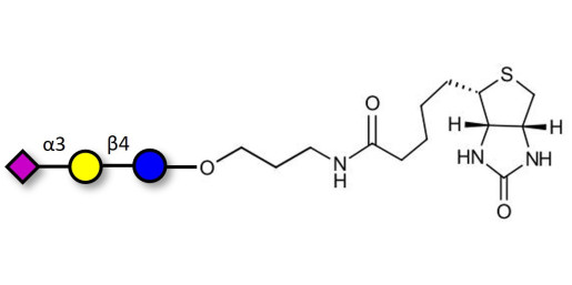 3'-Sialyllactose (3'-SL) / GM3 Ganglioside oligosaccharide linked to biotin (Linker-BT B) - GLY090-OAP-Bt ; 3'SL; N-Acetylneuraminoyllactose; (2, 3')-a-Sialyllactose; 3'-a-Sialyllactose; a-Neu5Ac-(2-3)-/3-D. Gal-(1-4)-D-Glc; 3'-N-Acetylneuraminyl-D-lactose