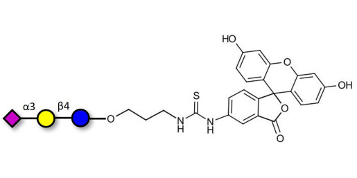 3'-Sialyllactose (3'-SL) / GM3 Ganglioside oligosaccharide linked to fluorescein (Linker-FLUO A) - 3'SL; N-Acetylneuraminoyllactose; (2, 3')-a-Sialyllactose; 3'-a-Sialyllactose; a-Neu5Ac-(2-3)-/3-D. Gal-(1-4)-D-Glc; 3'-N-Acetylneuraminyl-D-lactose