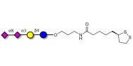 GD3 Ganglioside...