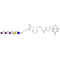 GT3 Ganglioside oligosaccharide linked to biotin (Linker-BT C)