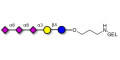 GT3 Ganglioside oligosaccharide grafted on gel for affinity chromatography (Linker-GEL B) - Trisialyl lactose 