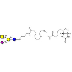 GM2 Ganglioside oligosaccharide linked to biotin (Linker-BT C)