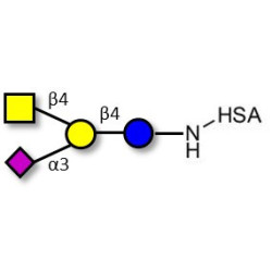 GM2 Ganglioside oligosaccharide grafted on HSA