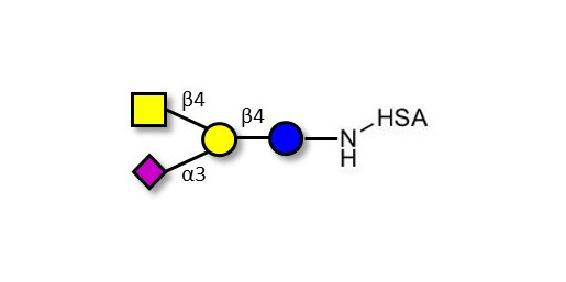 GM2 Ganglioside oligosaccharide grafted on HSA