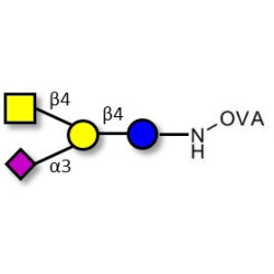 GM2 Ganglioside oligosaccharide grafted on OVA
