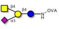 GM2 Ganglioside oligosaccharide grafted on OVA