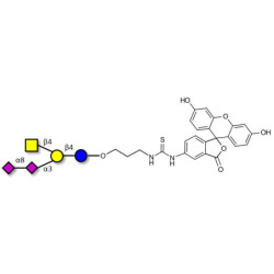 GD2 Ganglioside oligosaccharide linked to fluorescein (Linker-FLUO A)