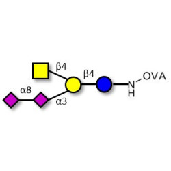 GD2 Ganglioside oligosaccharide grafted on OVA