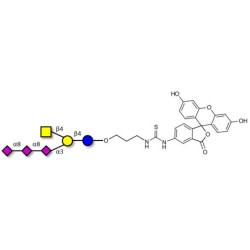 GT2 Ganglioside oligosaccharide linked to fluorescein (Linker-FLUO A)